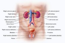 دکتر امیر مدیر متخصص اورولوژی، جراحی کلیه و مجاری ادراری