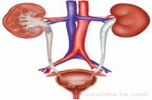 دکتر مریم تراب پرهیز متخصص اورولوژی، جراحی کلیه و مجاری ادراری